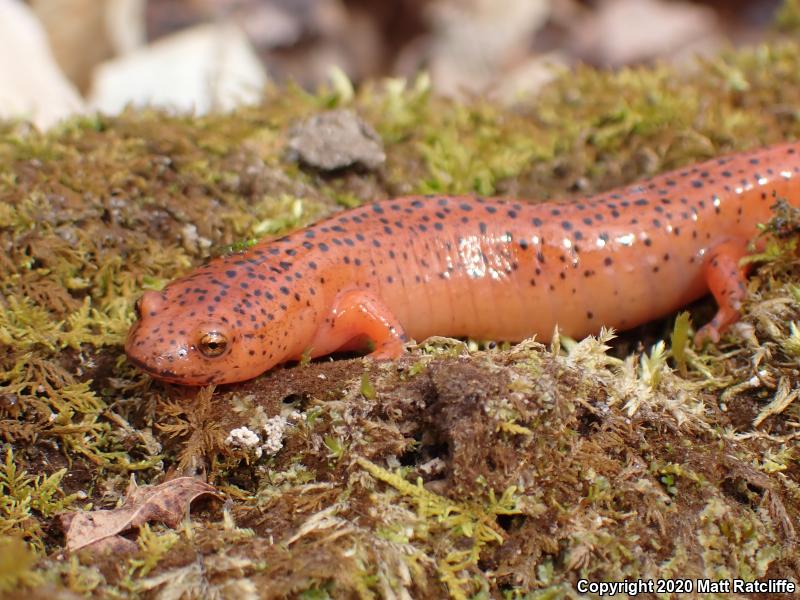 Northern Red Salamander (Pseudotriton ruber ruber)