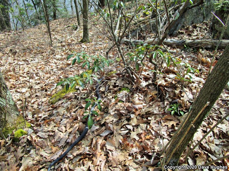 Black Ratsnake (Pantherophis obsoletus)