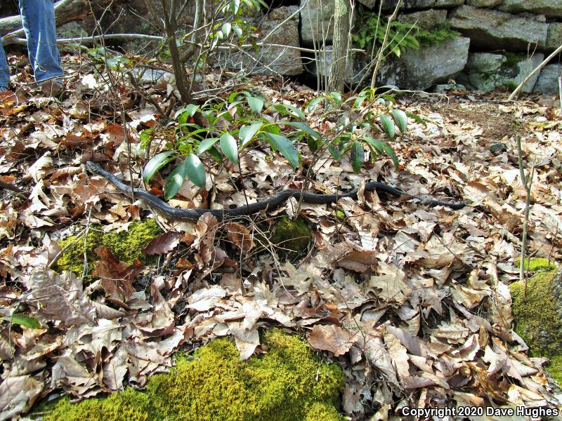 Black Ratsnake (Pantherophis obsoletus)