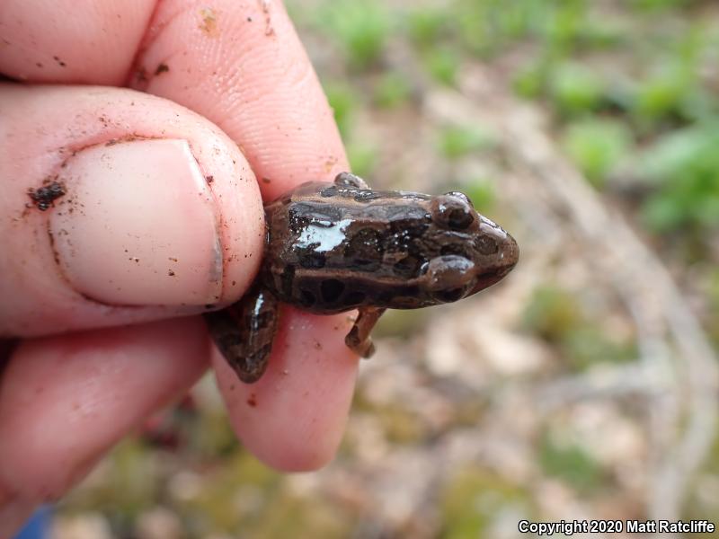 Pickerel Frog (Lithobates palustris)