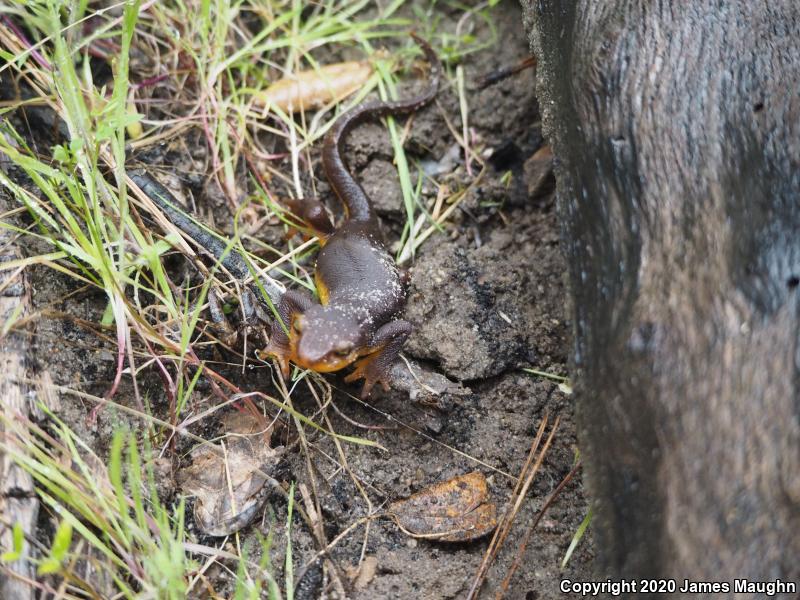 California Newt (Taricha torosa)