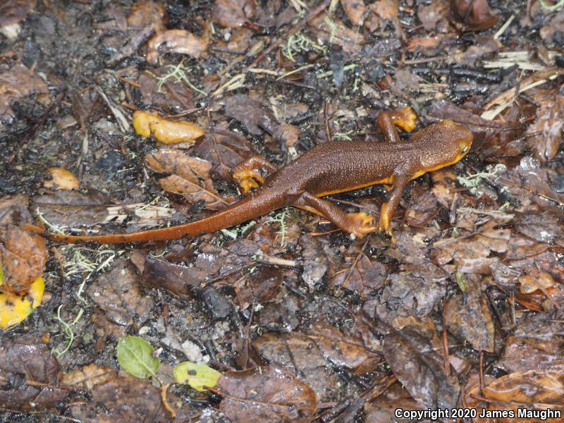 California Newt (Taricha torosa)