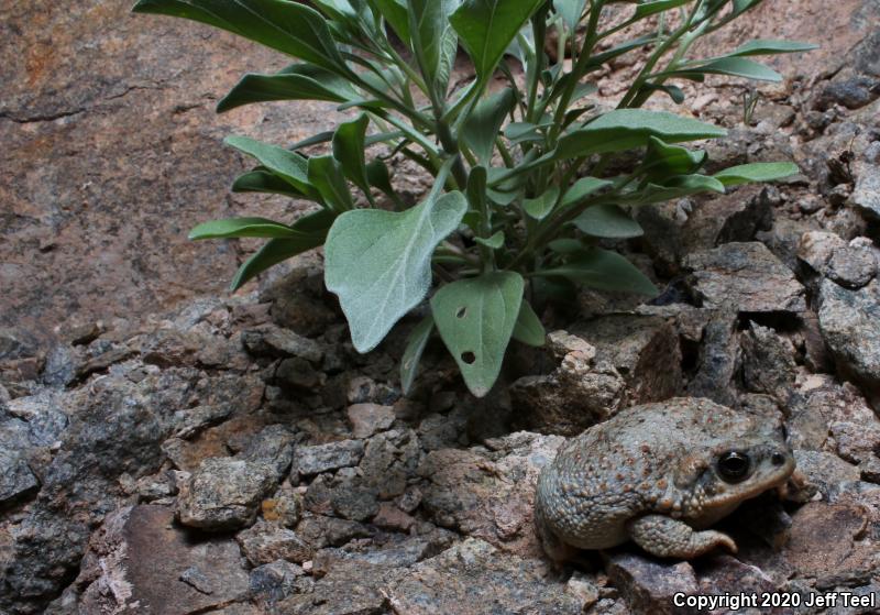 Red-spotted Toad (Anaxyrus punctatus)