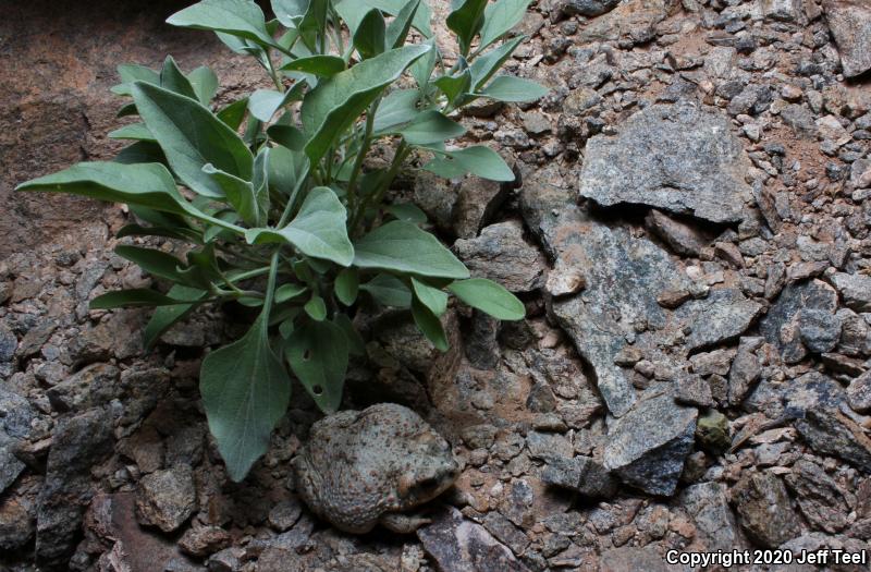 Red-spotted Toad (Anaxyrus punctatus)