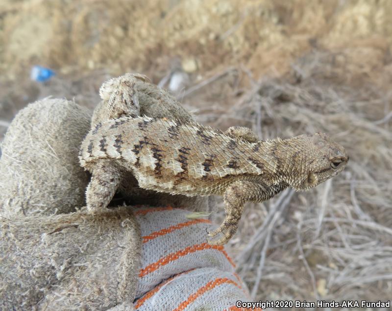 San Joaquin Fence Lizard (Sceloporus occidentalis biseriatus)