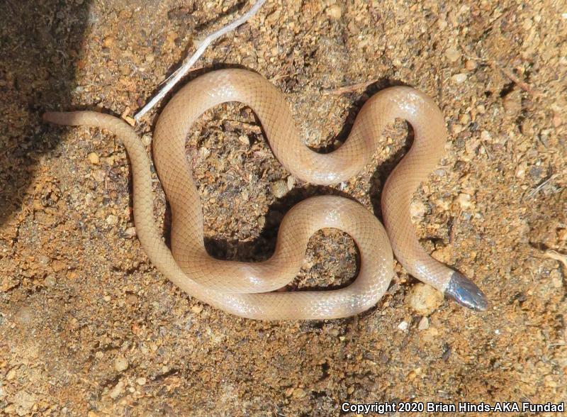 Western Black-headed Snake (Tantilla planiceps)