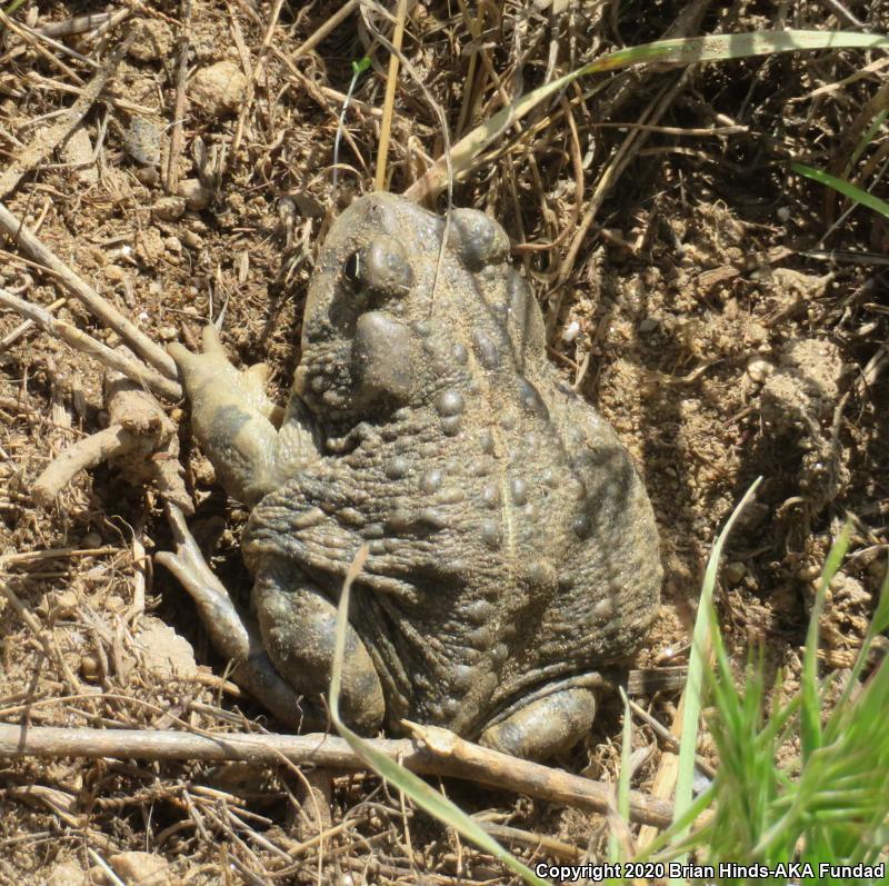 Southern California Toad (Anaxyrus boreas halophilus)