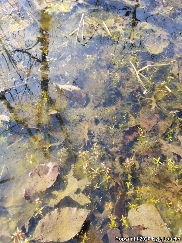 Wood Frog (Lithobates sylvaticus)