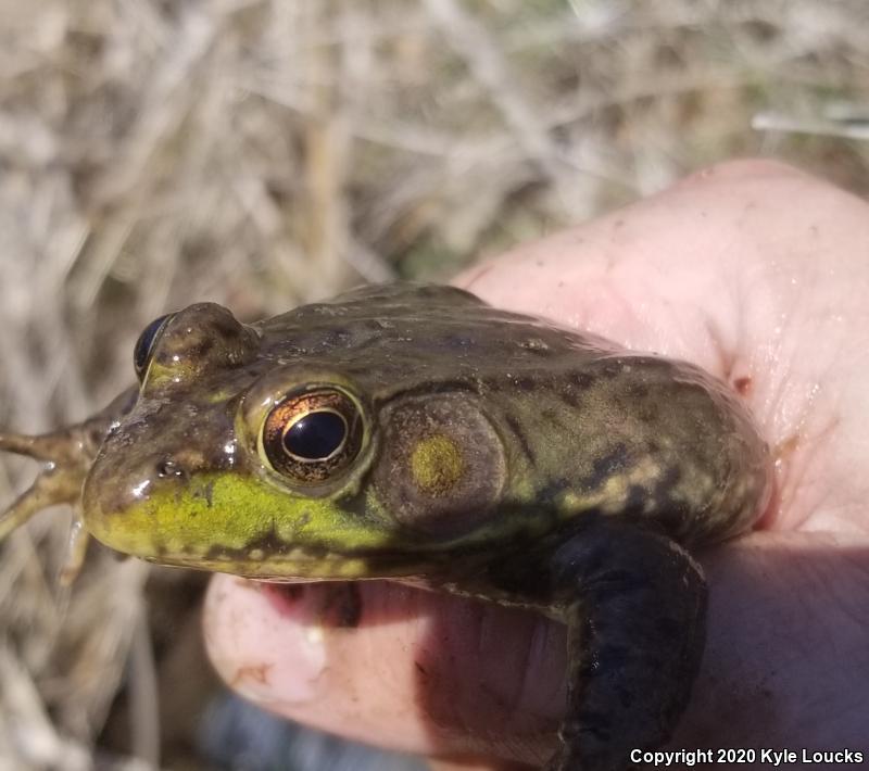 Northern Green Frog (Lithobates clamitans melanota)