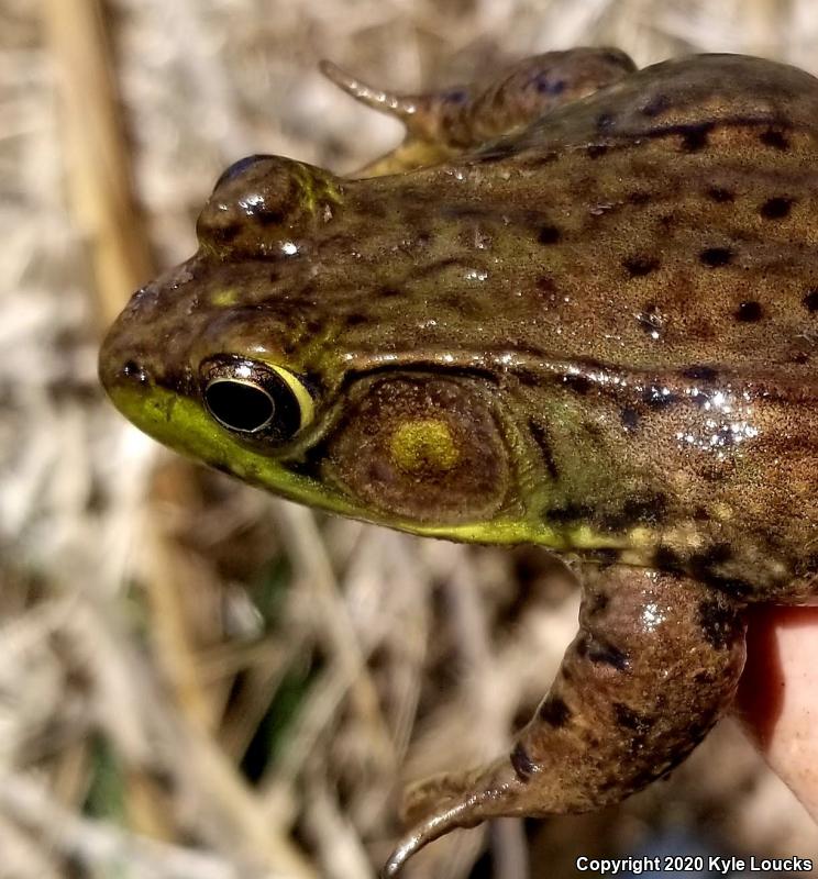 Northern Green Frog (Lithobates clamitans melanota)