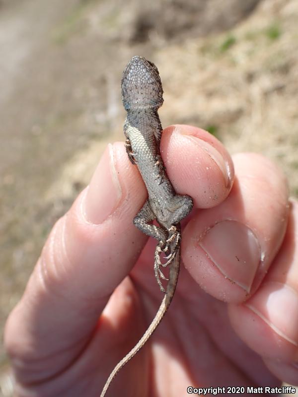 Eastern Fence Lizard (Sceloporus undulatus)