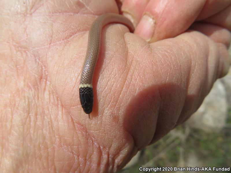 Western Black-headed Snake (Tantilla planiceps)