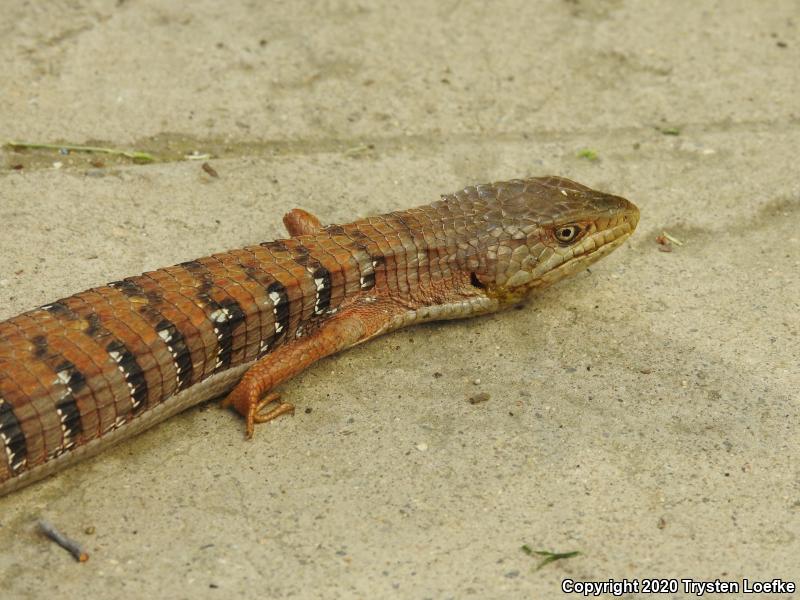 San Diego Alligator Lizard (Elgaria multicarinata webbii)