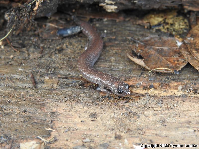 Garden Slender Salamander (Batrachoseps major major)