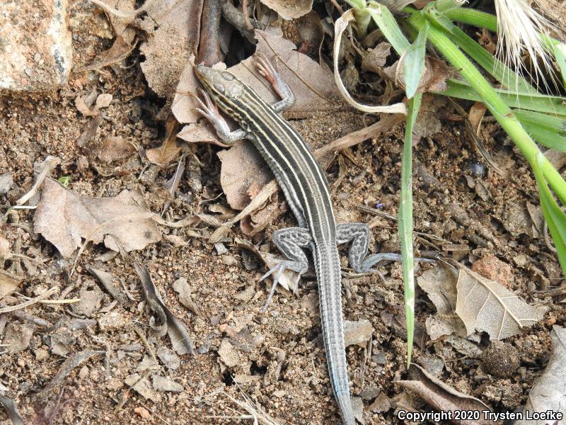 Belding's Orange-throated Whiptail (Aspidoscelis hyperythra beldingi)