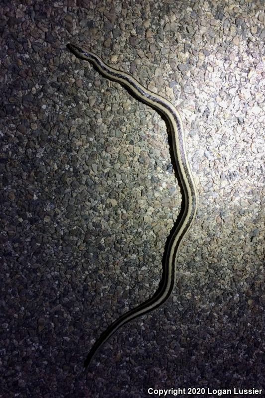 Mexican Rosy Boa (Lichanura trivirgata trivirgata)