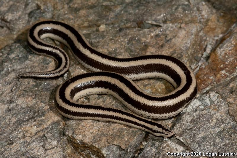 Mexican Rosy Boa (Lichanura trivirgata trivirgata)