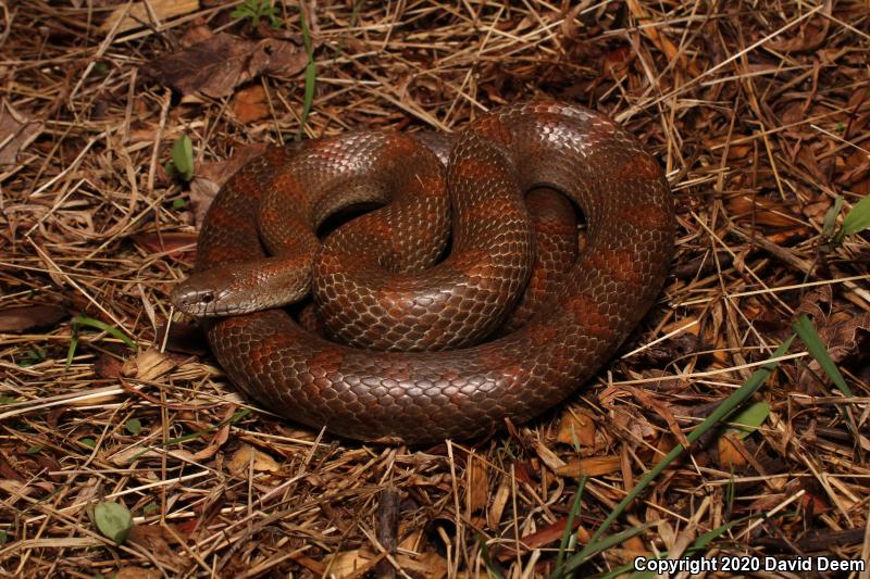 Mole Kingsnake (Lampropeltis calligaster rhombomaculata)