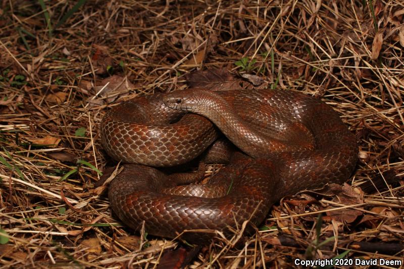 Mole Kingsnake (Lampropeltis calligaster rhombomaculata)