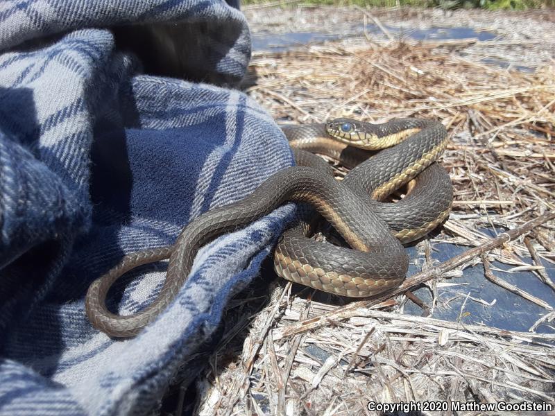 Two-striped Gartersnake (Thamnophis hammondii)