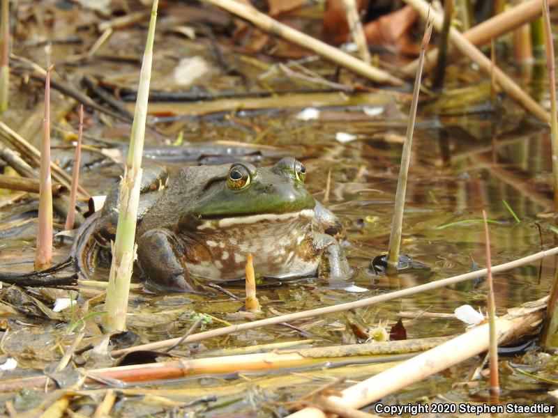 American Bullfrog (Lithobates catesbeianus)