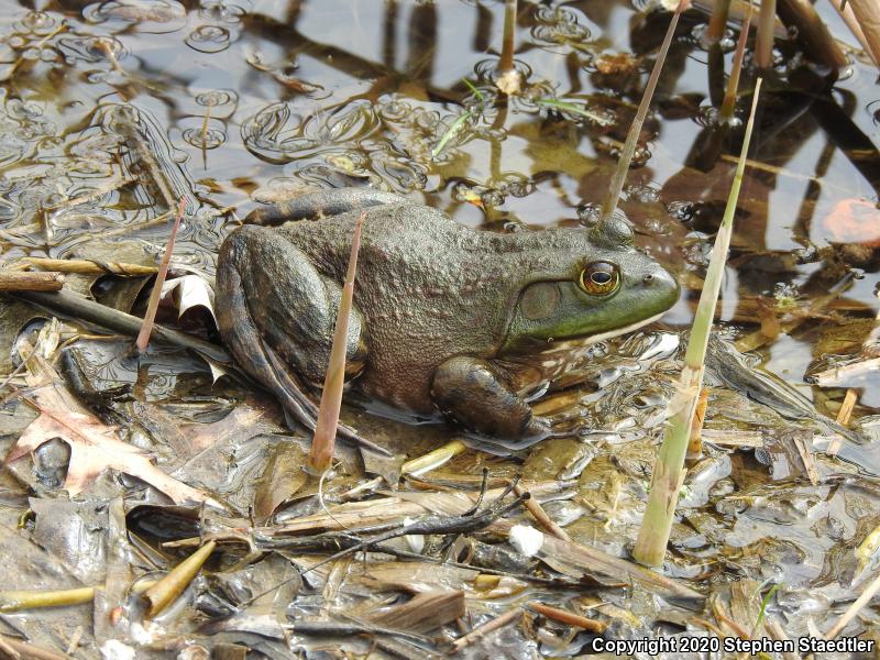 American Bullfrog (Lithobates catesbeianus)