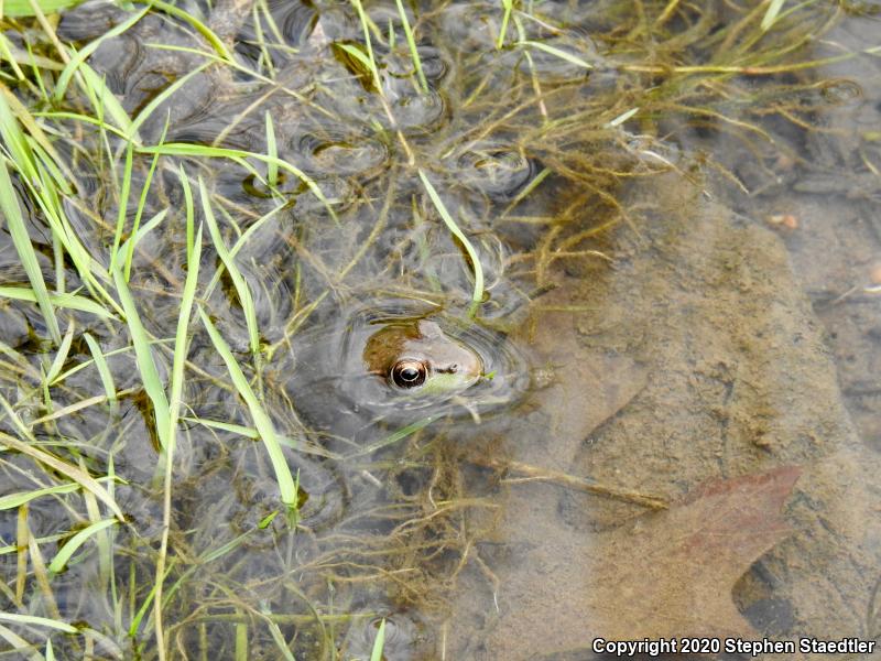 Northern Green Frog (Lithobates clamitans melanota)