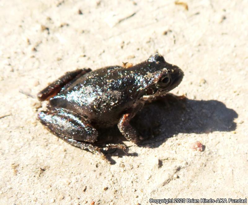 Baja California Treefrog (Pseudacris hypochondriaca)