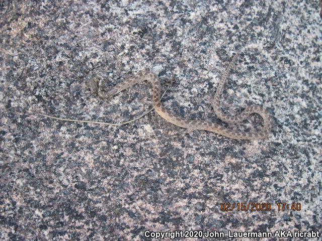 San Diego Nightsnake (Hypsiglena ochrorhyncha klauberi)