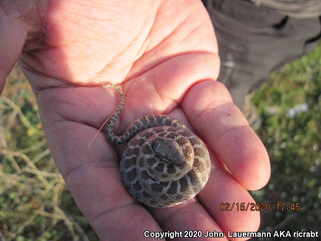 San Diego Nightsnake (Hypsiglena ochrorhyncha klauberi)