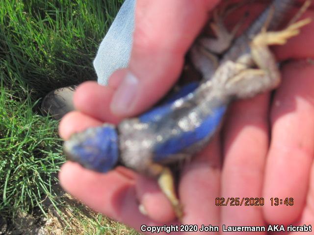 San Joaquin Fence Lizard (Sceloporus occidentalis biseriatus)