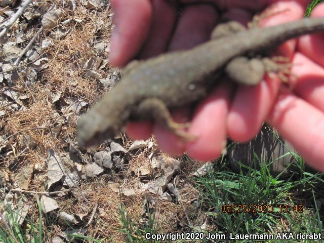 San Joaquin Fence Lizard (Sceloporus occidentalis biseriatus)