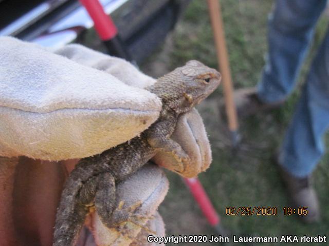 San Joaquin Fence Lizard (Sceloporus occidentalis biseriatus)