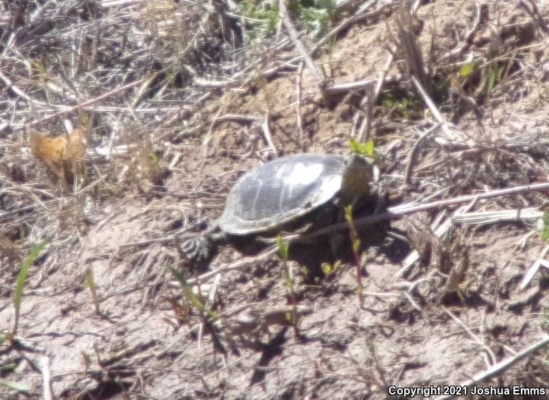 Big Bend Slider (Trachemys gaigeae gaigeae)