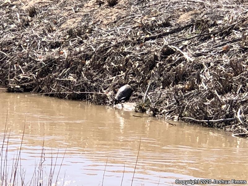 Big Bend Slider (Trachemys gaigeae gaigeae)