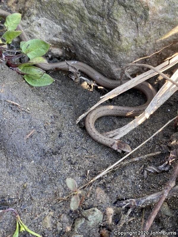 Midland Brownsnake (Storeria dekayi wrightorum)