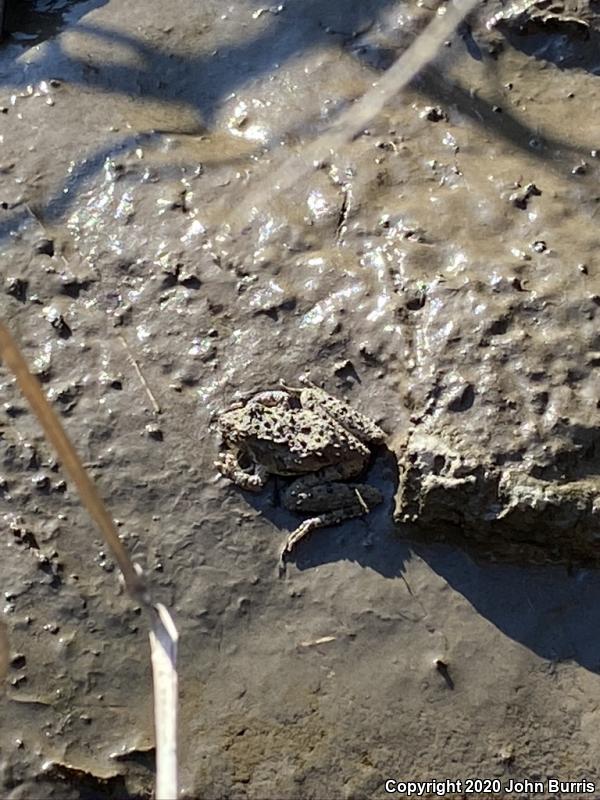 Eastern Cricket Frog (Acris crepitans crepitans)