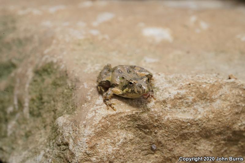 Eastern Cricket Frog (Acris crepitans crepitans)