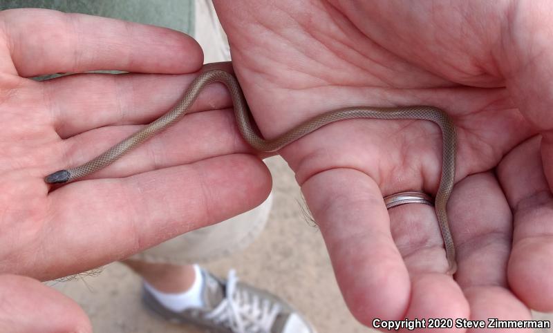 Smith's Black-headed Snake (Tantilla hobartsmithi)