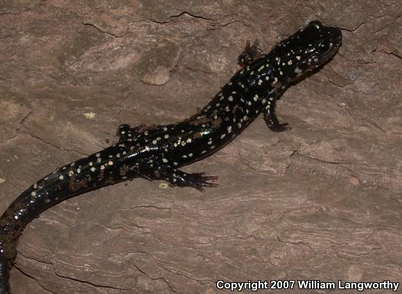 Northern Slimy Salamander (Plethodon glutinosus)