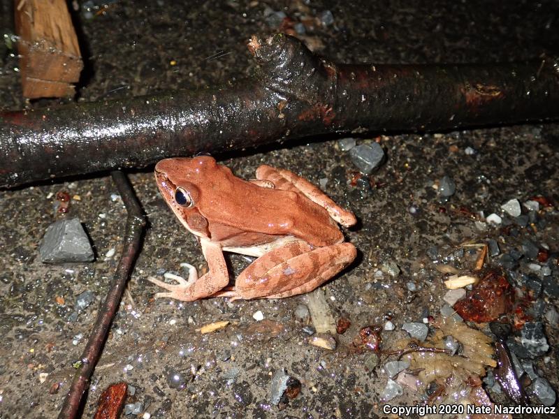 Wood Frog (Lithobates sylvaticus)