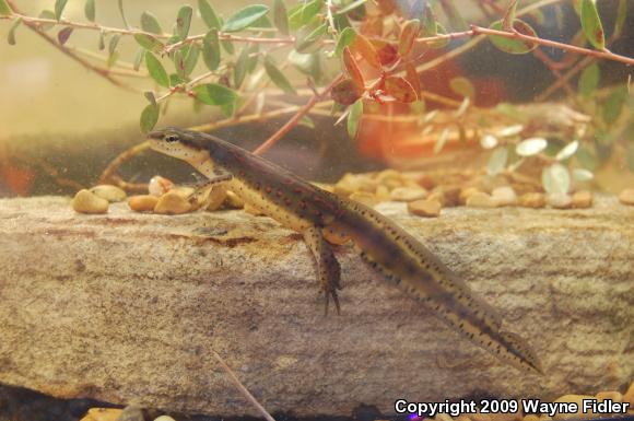 Broken-striped Newt (Notophthalmus viridescens dorsalis)