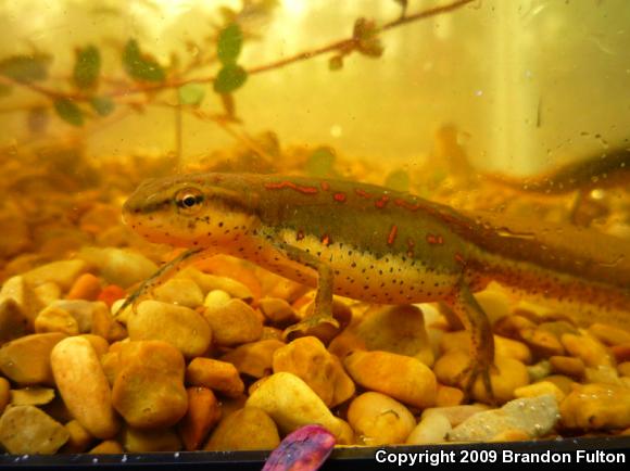 Broken-striped Newt (Notophthalmus viridescens dorsalis)