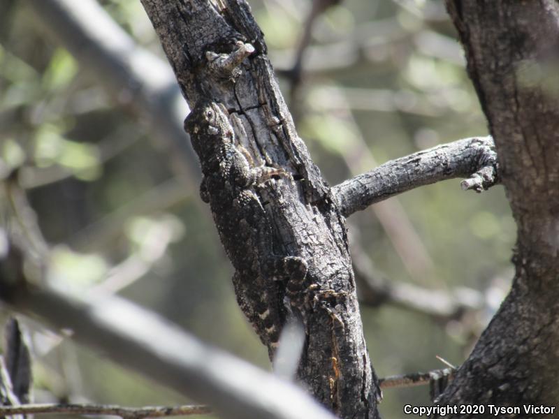 Sonoran Spiny Lizard (Sceloporus clarkii clarkii)