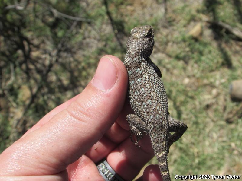 Sonoran Spiny Lizard (Sceloporus clarkii clarkii)