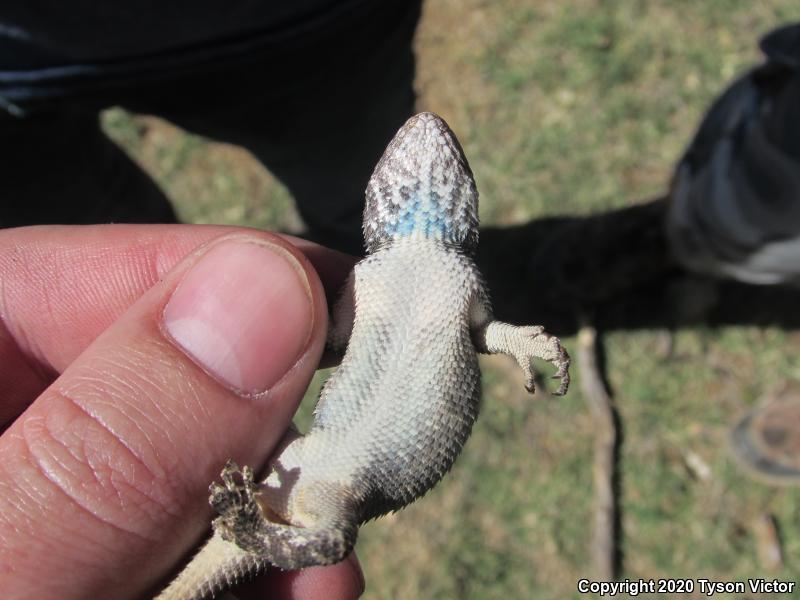 Sonoran Spiny Lizard (Sceloporus clarkii clarkii)