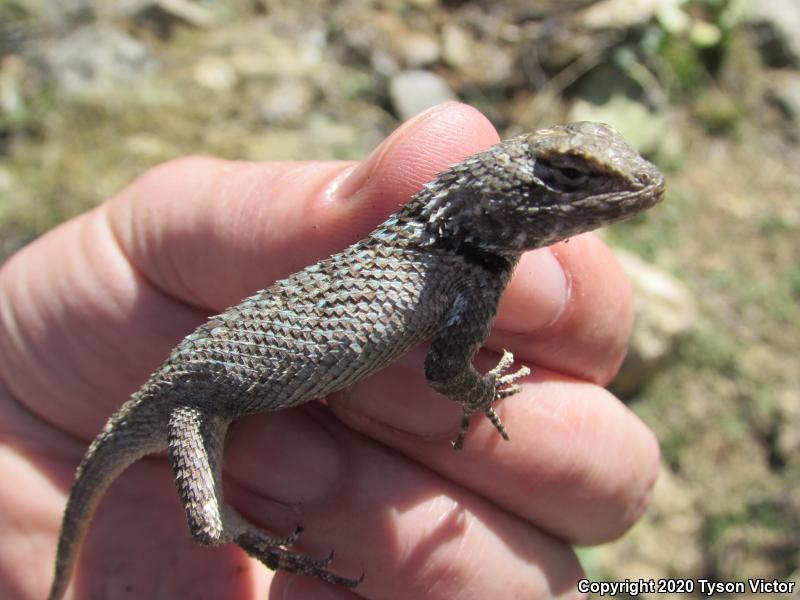 Sonoran Spiny Lizard (Sceloporus clarkii clarkii)