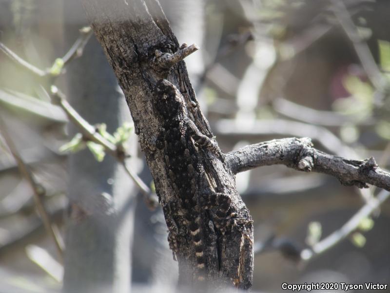 Sonoran Spiny Lizard (Sceloporus clarkii clarkii)