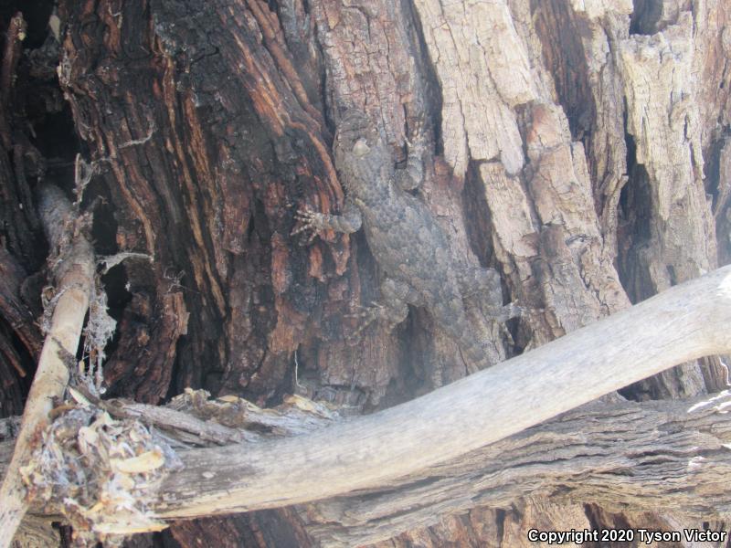 Sonoran Spiny Lizard (Sceloporus clarkii clarkii)