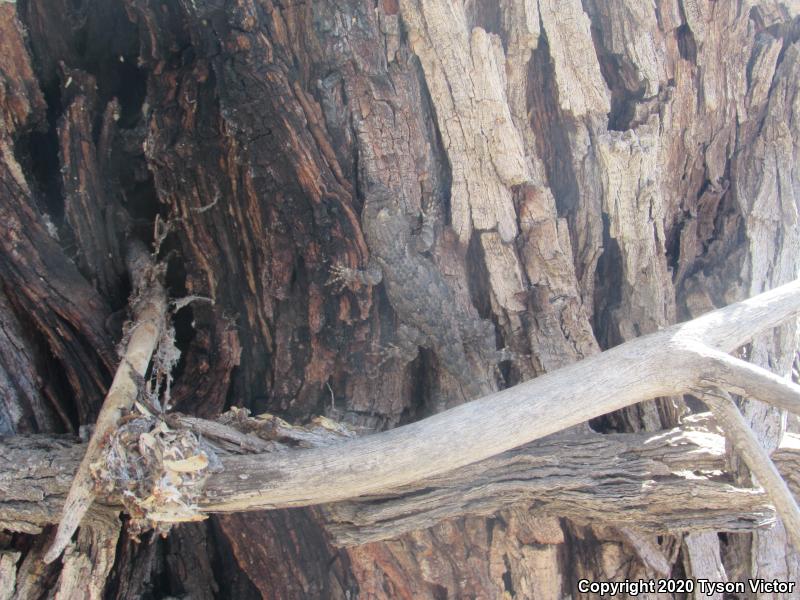 Sonoran Spiny Lizard (Sceloporus clarkii clarkii)